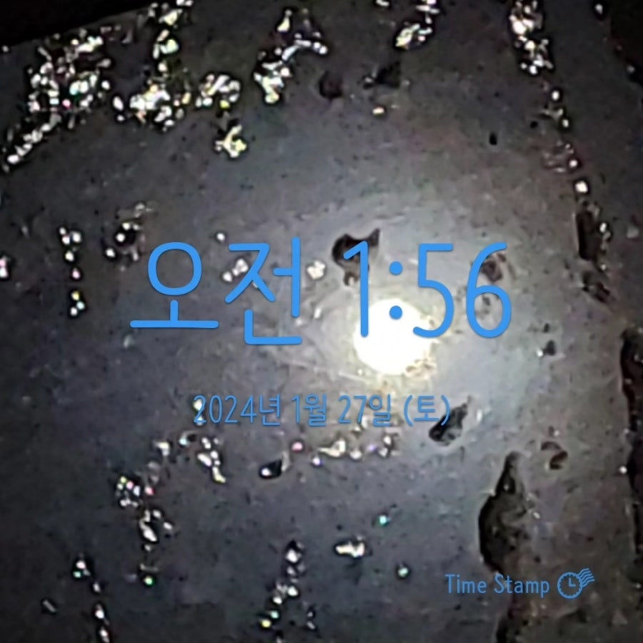 종려나무 사진 1