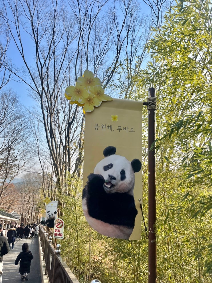 에버랜드 판다월드 팁 :  푸바오 중국 반환에 따른 관람 가능 날 & 오후 활동 시간 변동