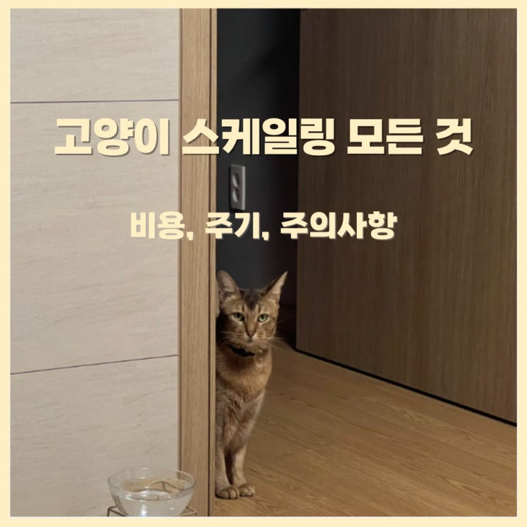  고양이 스케일링에 대한 모든 것 (비용, 주기, 주의사항)