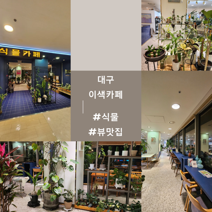  대구이색카페 식물카페 뷰맛집 [파노라마포레스트180]