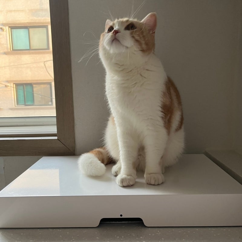 [고양이 인덕션 커버] 고양이 발바닥 젤리 화상 예방 화재예방 인덕션 커버 직접 써본 후기