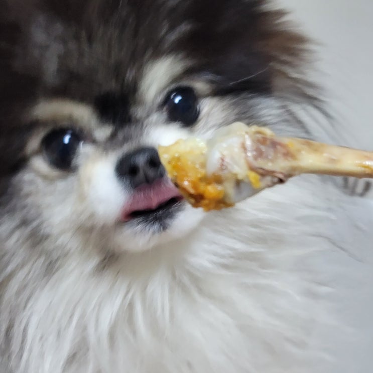  강아지 치킨뼈 닭뼈 먹으면 안되는 음식, 생닭뼈는?
