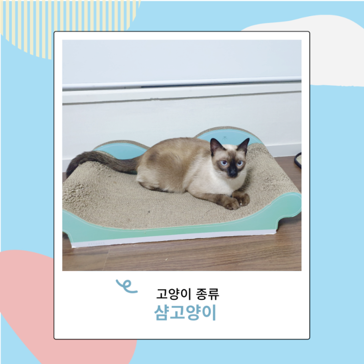 고양이 종류 샴고양이 성격 털빠짐 유전병 궁금해 고양이 종류 샴고양이 성격 털빠짐 유전병 궁금해