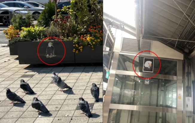 <b>합정역</b> ‘흰머리 <b>독수리</b>사진’ 비둘기 쫓아낼까… 사진 큰... 
