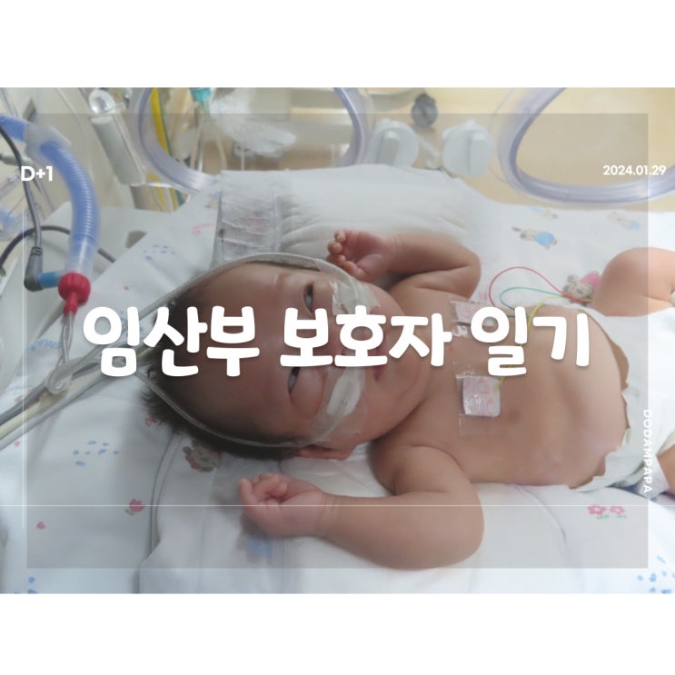 2024.01.29 임산부 보호자 일기 D+1일