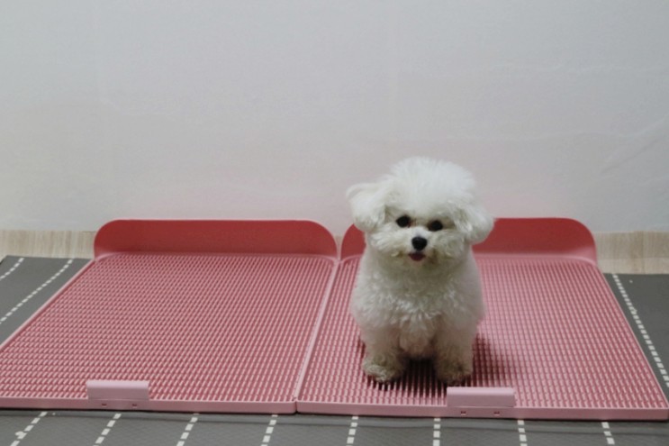 강아지 배변판 화장실 수컷 강아지 마킹 배변훈련 독톡