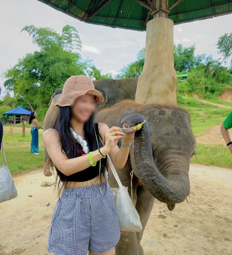 태국 치앙마이에 간다면 꼭 해봐야 할 코끼리 보호소 투어