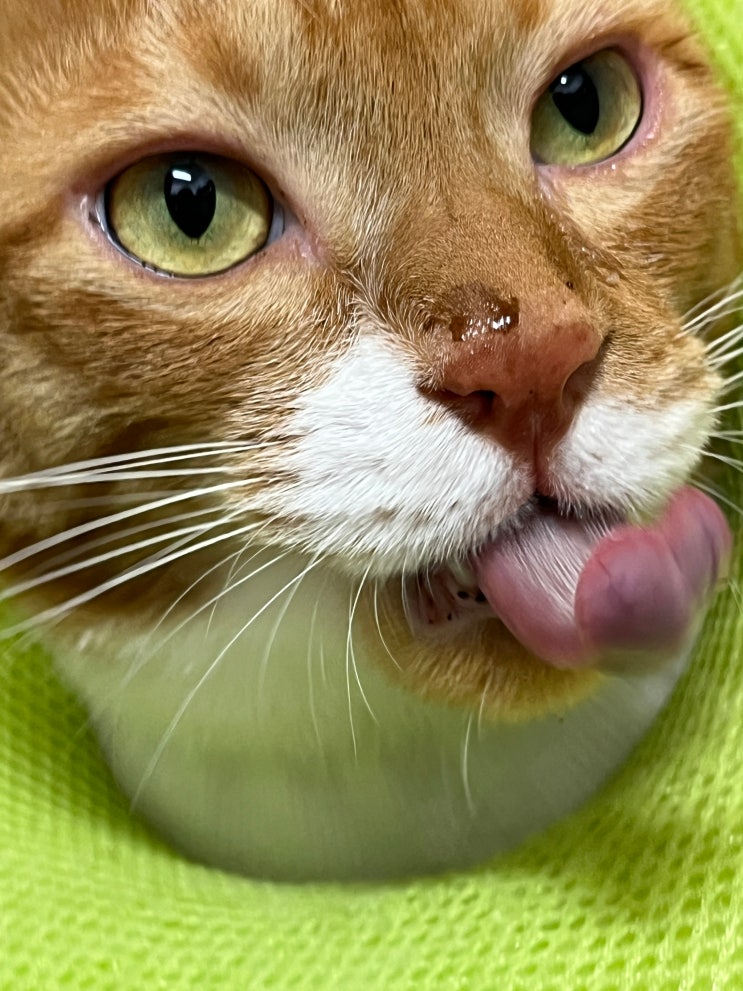  고양이 종합영양제 플루맥스 후기 (급여 방법, 기호성)
