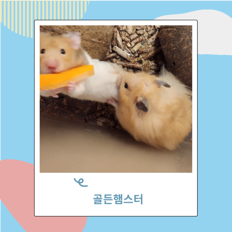 골든햄스터 종류 암수구별법, 집 선택해서 키우기 골든햄스터 종류 암수구별법, 집 선택해서 키우기