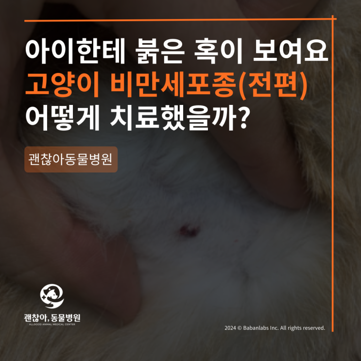  고양이 비만세포종 치료케이스  (전편) [고덕 동물병원]