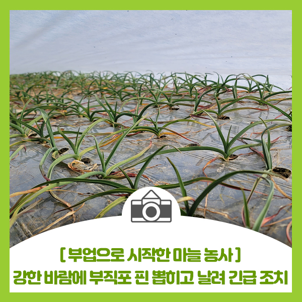  부업으로 마늘 농사, 강한 바람에 부직포 핀 뽑히고 날려 긴급 조치