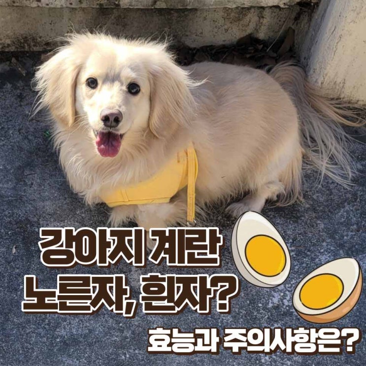  강아지 계란 노른자 흰자 하루 급여량, 주의사항 및 급여 방법