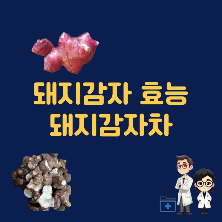  자색돼지감자효능 돼지감자효능 돼지감자차 생으로 당뇨 먹는법 요리