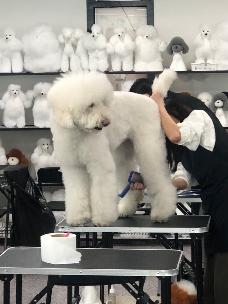  부평애견미용학원 이바우펫 장학지원 받아보자