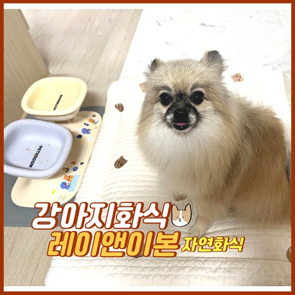 강아지 화식 프리미엄 자연식 레이앤이본  습식사료 수제사료