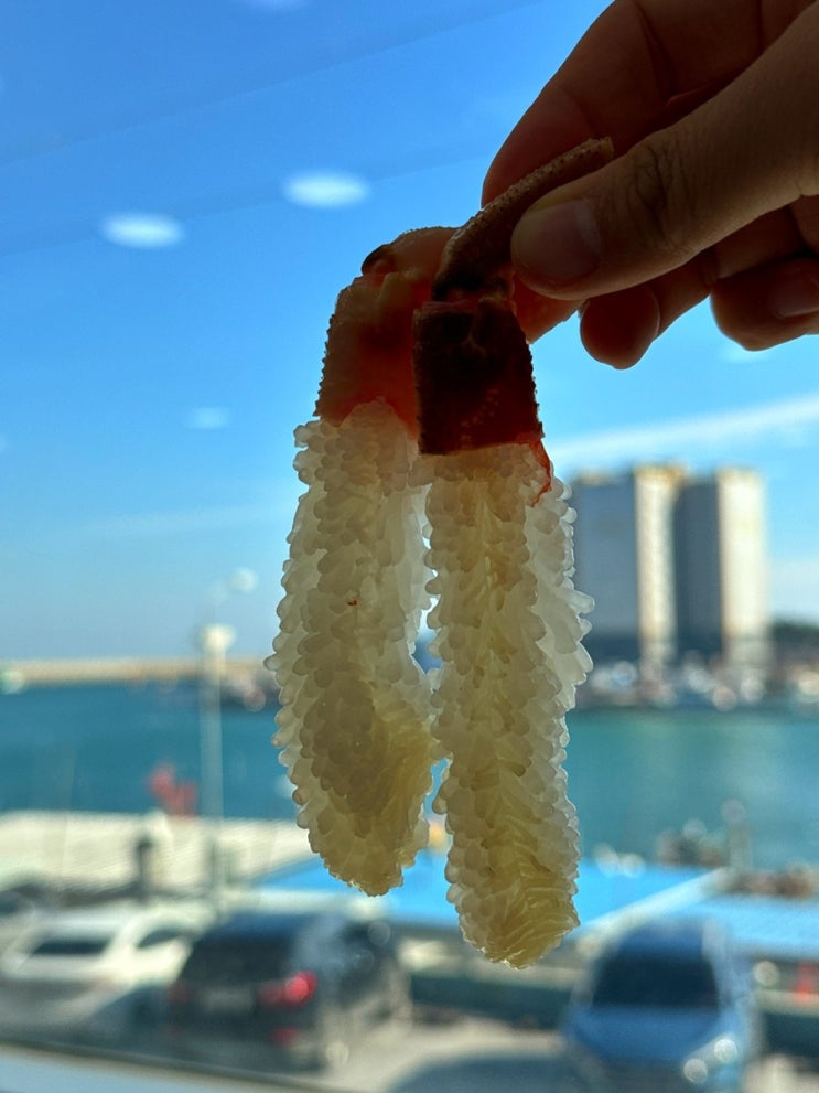  영덕 대게 맛집 착한대게 애견동반여행
