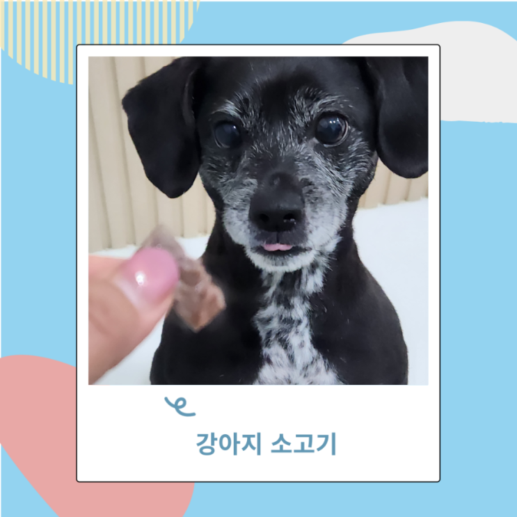 강아지 고기 소고기 구운소고기 급여량 생고기는위험해 강아지 고기 소고기 구운소고기 급여량 생고기는위험해
