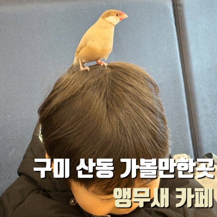  아이랑 다녀온 산동 리프패럿 앵무새카페