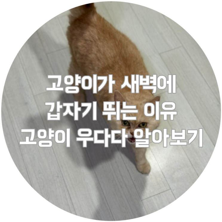  고양이가 새벽에 갑자기 뛰는 이유, 고양이 우다다 알아보기