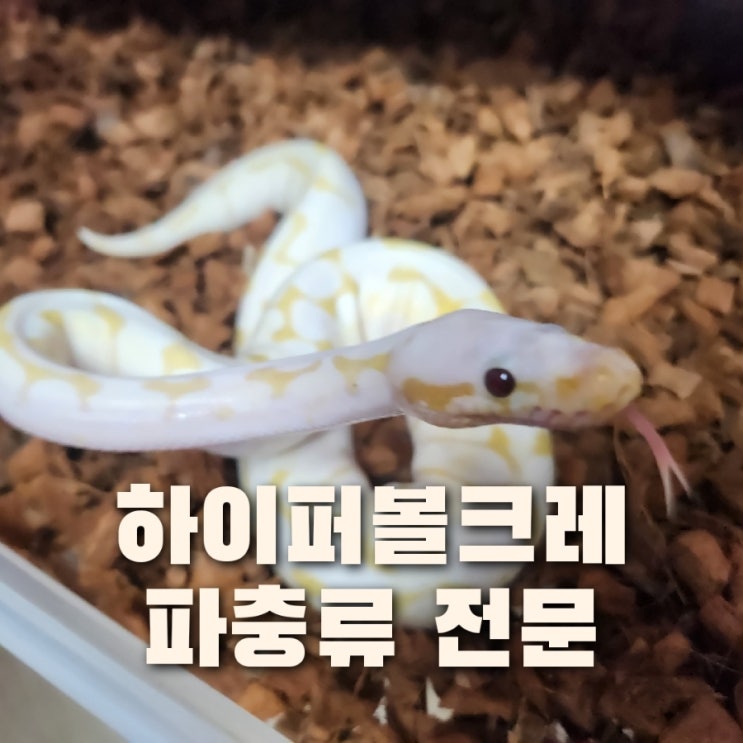  부산 파충류샵 하이퍼볼크레 예약 후 체험가능!