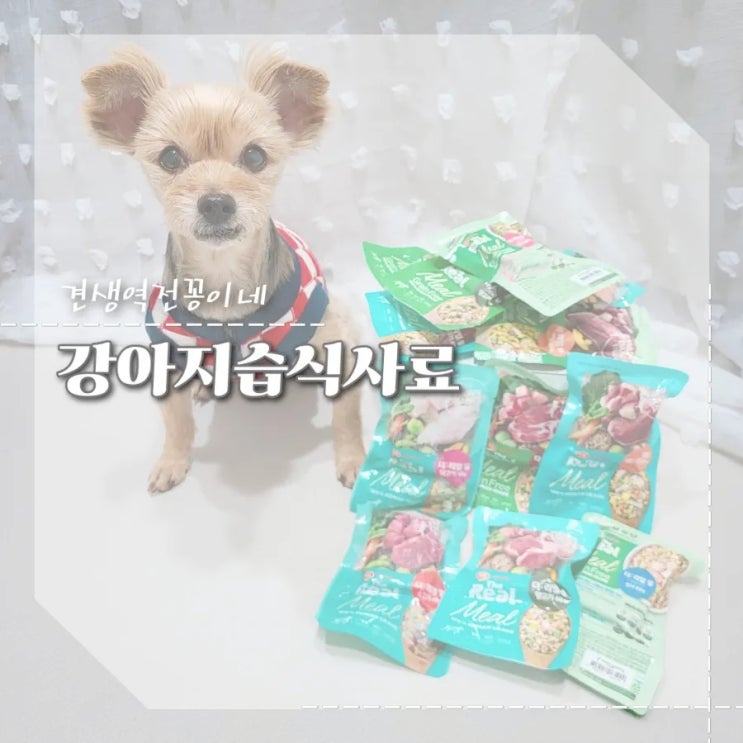  강아지화식 추천 노령견 습식사료 영양식 펫푸드 더리얼밀