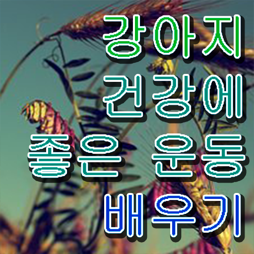  반려견운동지도사 자격증 1급 발급기관 정리해봤어요 ?