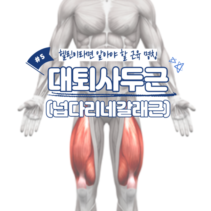  헬린이라면 알아야 할 근육 명칭 #5 - 대퇴사두근(넙다리네갈래근) / 소사동 피티