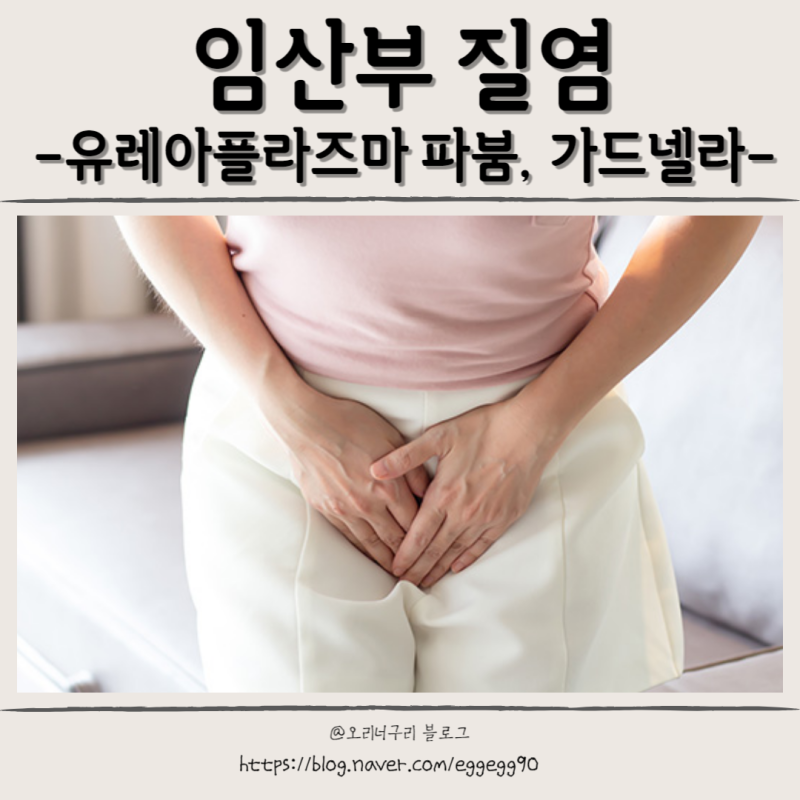 임산부 질염 유레아플라즈마 파붐 가드넬라 원인 치료 관리방법