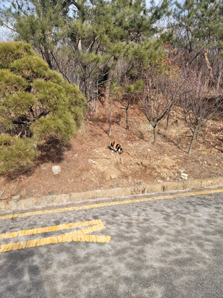 과천 시내에서 서울대공원까지 걸어가기