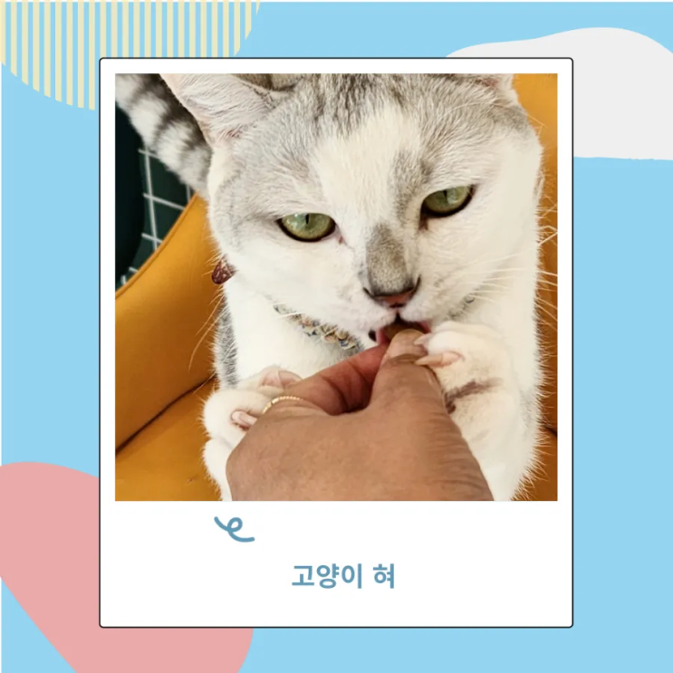 고양이 혀 혓바닥 역할 알려줌!