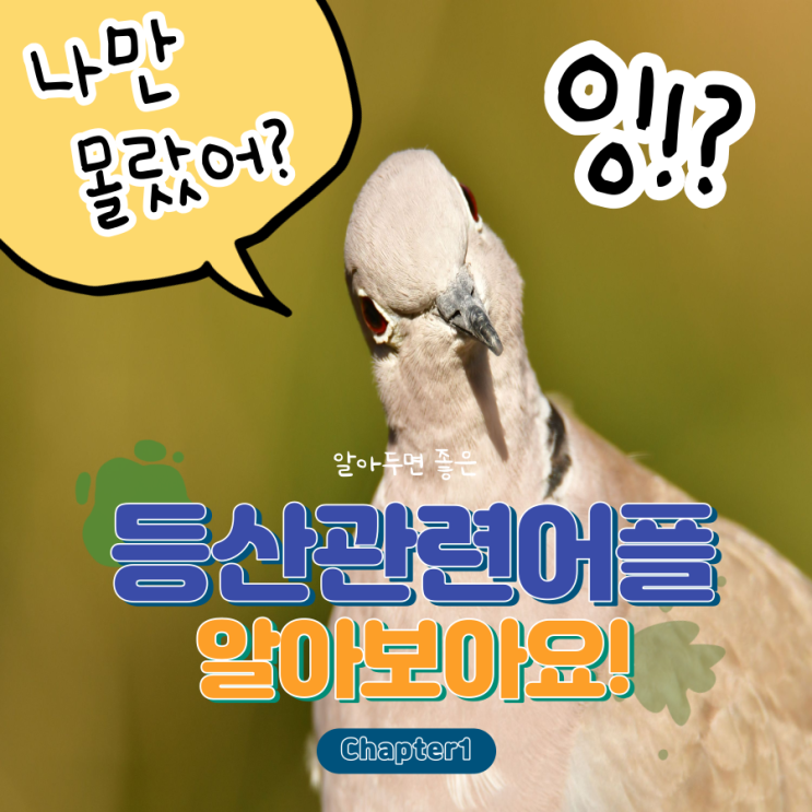 알아두면 유용한 등산앱 추천 알레버스 알아두면 유용한 등산앱 추천 알레버스
