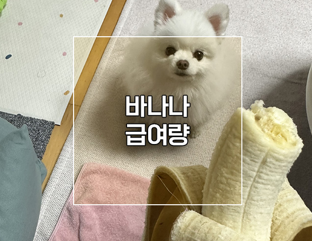  강아지 바나나 급여량 말린바나나(바나나칩) 급여시 주의사항