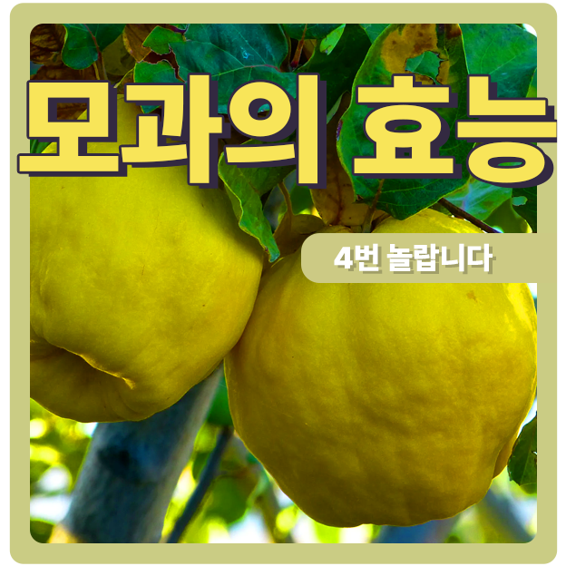  4번 놀란다는 모과의 효능