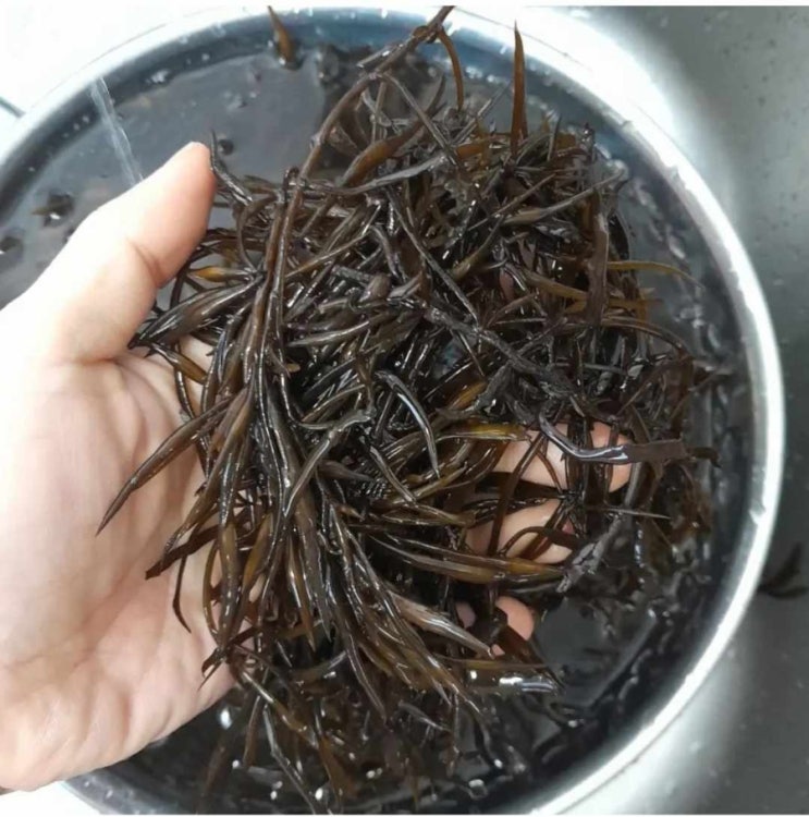  톡톡 터지는 생톳으로 톳밥만들기, 겨울철 입맛 챙기세요
