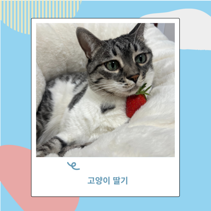 고양이 딸기 먹어도되는 과일이지만 딸기쨈은 안돼 고양이 딸기 먹어도되는 과일이지만 딸기쨈은 안돼