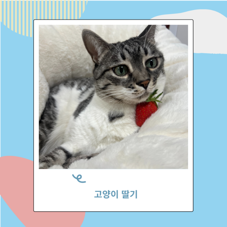 고양이  딸기 먹어도되는 과일이지만 딸기쨈은 안돼