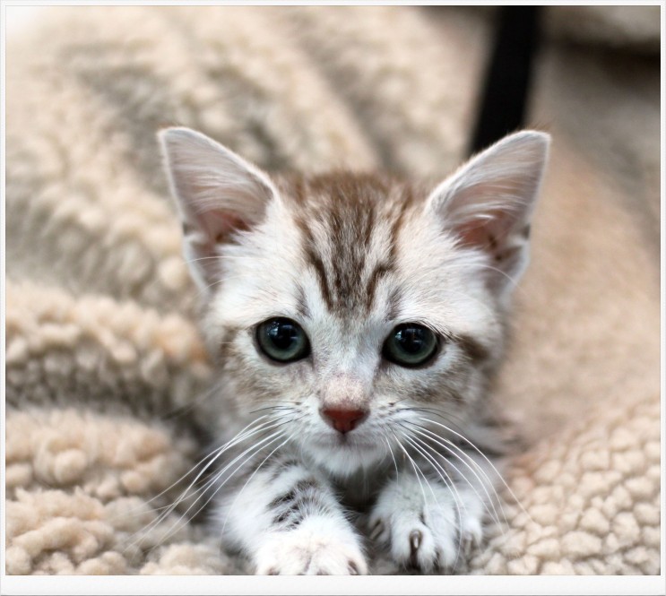 신촌고양이분양 건강한 고양이가정분양 전문 마포도레미캣에서 개냥이 아메리칸숏헤어를 만나보실까요?