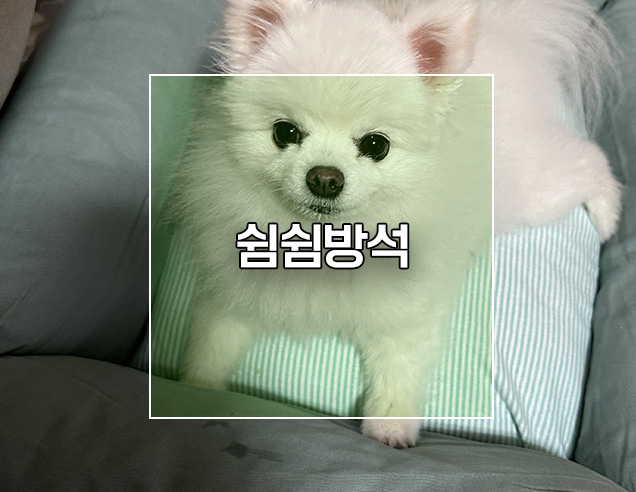  강아지 편안한 쿠션 쉼쉼 강아지방석 내돈내산