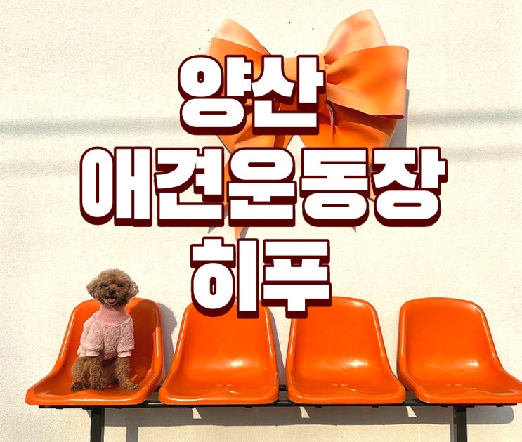  부산근교 양산애견운동장️히푸️ 마음에 쏙 들었다
