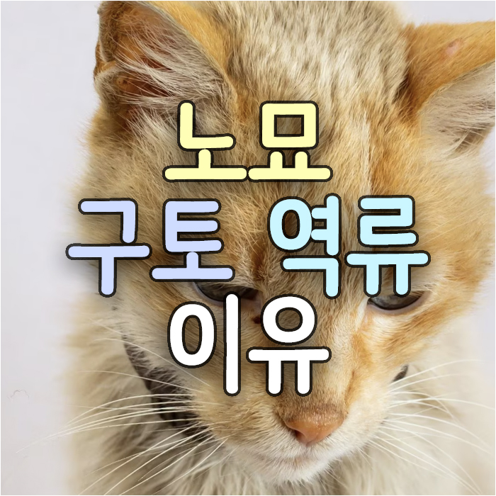  노묘 구토와 역류. 노령 고양이 자주 토하는 원인과 진단 및 치료