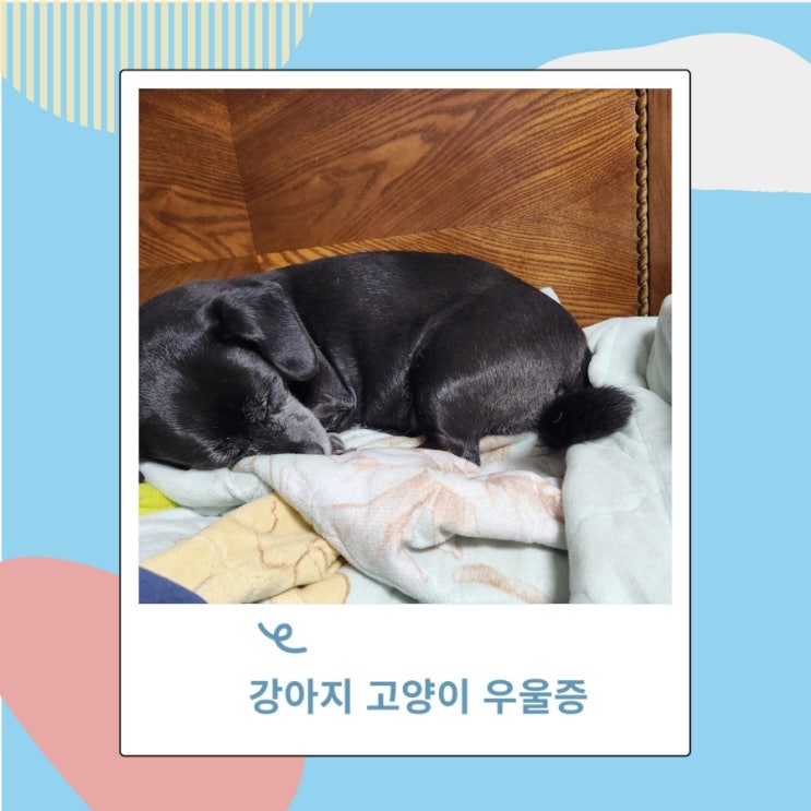 강아지 고양이 우울증 증상 무기력할때 혼자두지않기