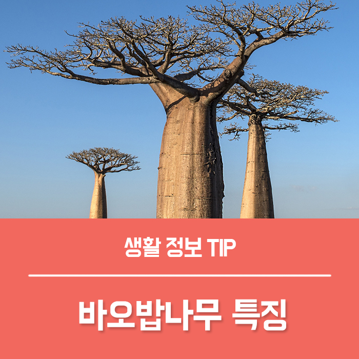  바오밥나무 키우기, 바오밥나무 꽃말과 특징은?