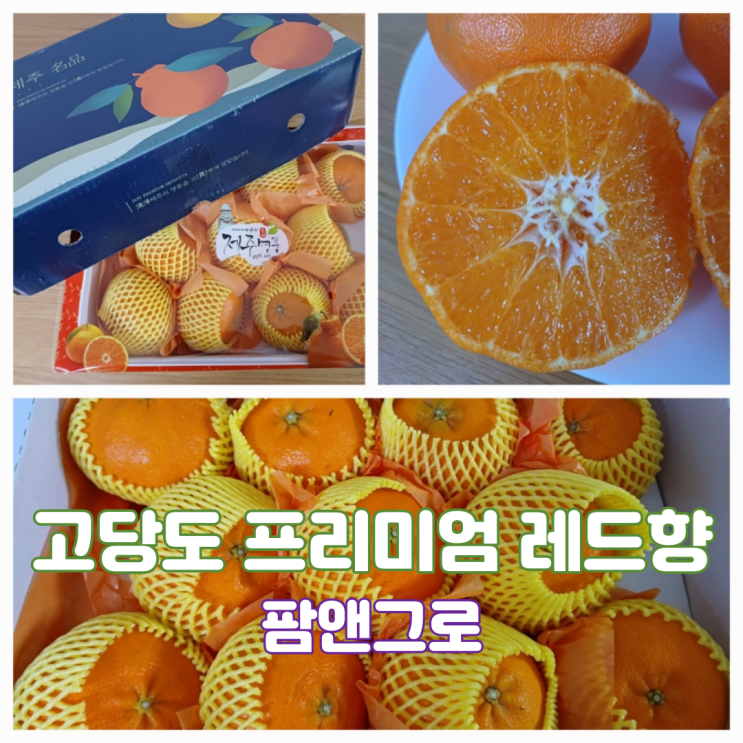제주산 제철과일 명절선물 제주특산품 레드향 택배 맛집 제주산 제철과일 명절선물 제주특산품 레드향 택배 맛집
