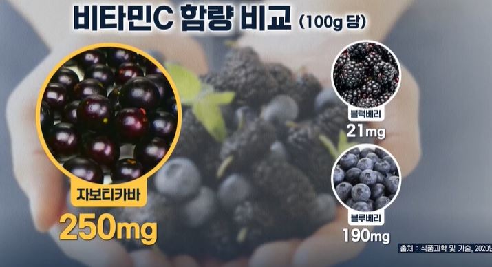  항산화성분풍부한 자보티카바 효능과부작용 고혈압낮추는식품 대마종자유섭취방법 부작용 칼륨폭탄주스 만드는법 뇌졸중극복법추천 항암식품