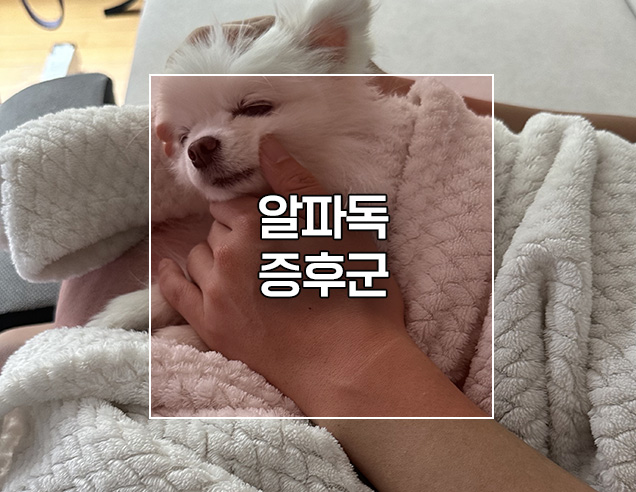  알파독 강아지 알파증후군 이란? 훈련 시키는 방법