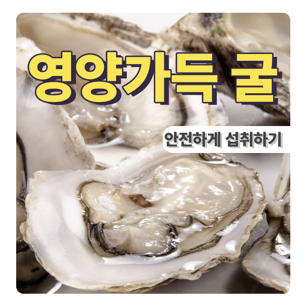  굴의 효능과 안전한 섭취