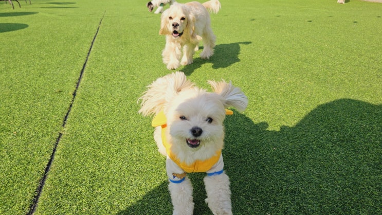  성남 애견훈련소 :) 기질테스트(베젠테스트)