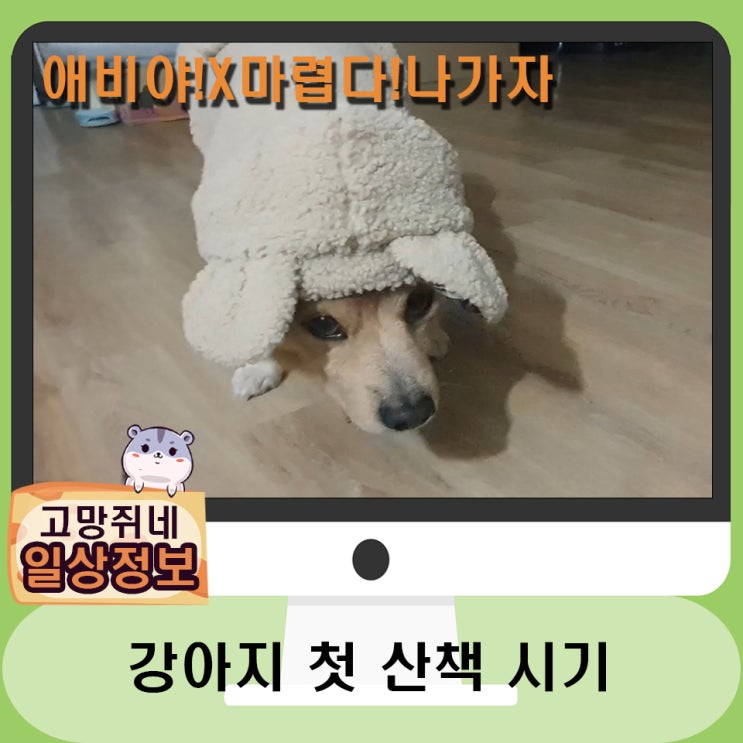  강아지 첫 산책 시기와 시간 적절한 횟수.