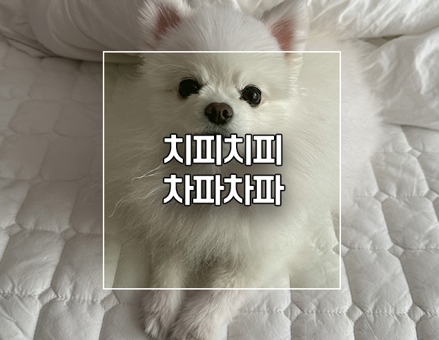  치피치피차파차파 노래 강아지 인스타 릴스영상 만들기