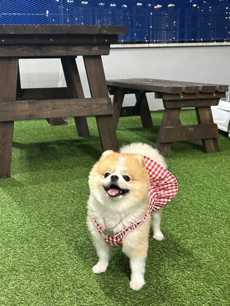  애견카페 커피멍